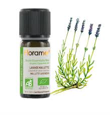 Óleo Essencial Lavanda Maillette 10ml Florame